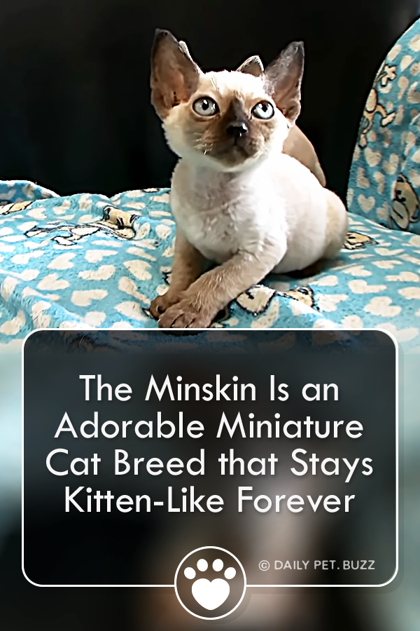 The Minskin Is an Adorable Miniature Cat Breed that Stays Kitten-Like Forever