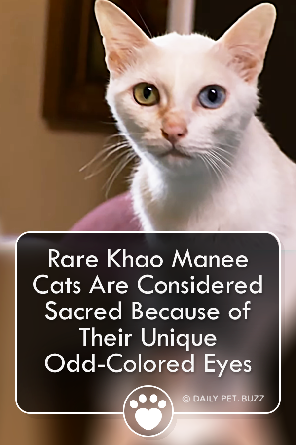 Rare Khao Manee Cats Are Considered Sacred Because of Their Unique Odd-Colored Eyes