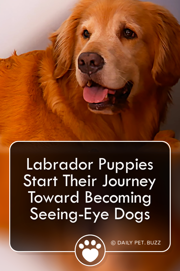 Labrador Puppies Start Their Journey Toward Becoming Seeing-Eye Dogs