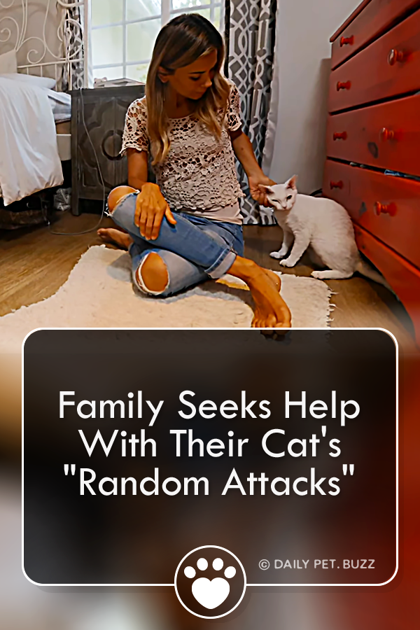 Family Seeks Help With Their Cat\'s \