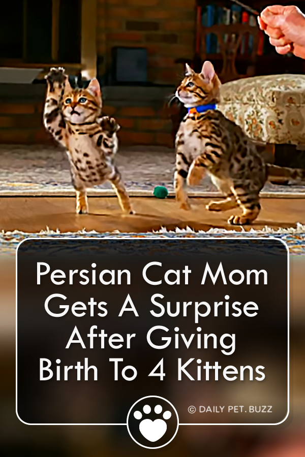 Persian Cat Mom Gets A Surprise After Giving Birth To 4 Kittens