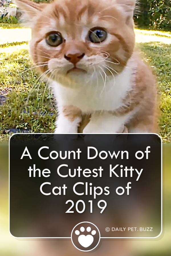 A Count Down of the Cutest Kitty Cat Clips of 2019