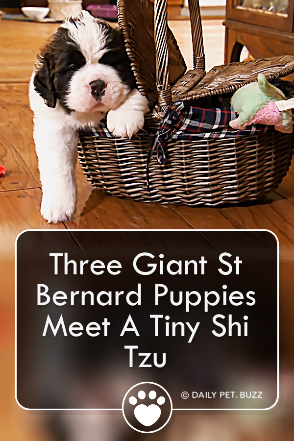 Three Giant St Bernard Puppies Meet A Tiny Shi Tzu