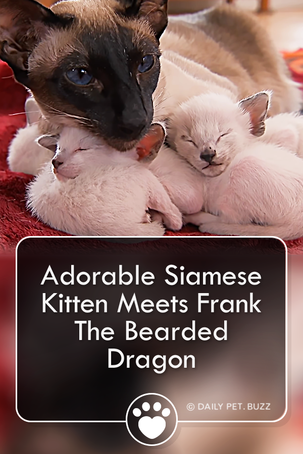 Adorable Siamese Kitten Meets Frank The Bearded Dragon