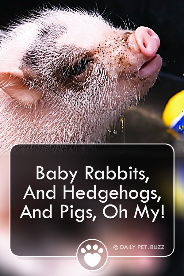Baby Rabbits, And Hedgehogs, And Pigs, Oh My!
