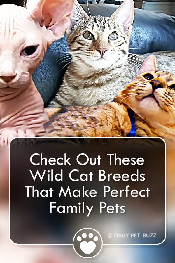 Check Out These Wild Cat Breeds That Make Perfect Family Pets
