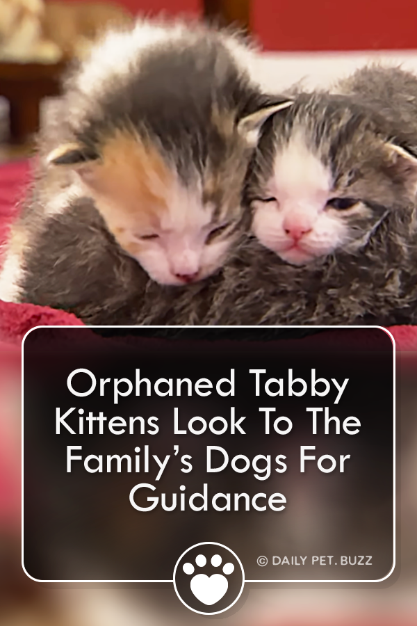 Orphaned Tabby Kittens Look To The Family’s Dogs For Guidance