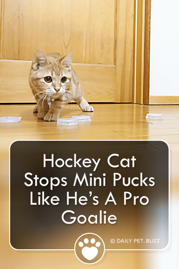 This Clever Cat Stops Mini Pucks Like He’s A Pro Hockey Goalie