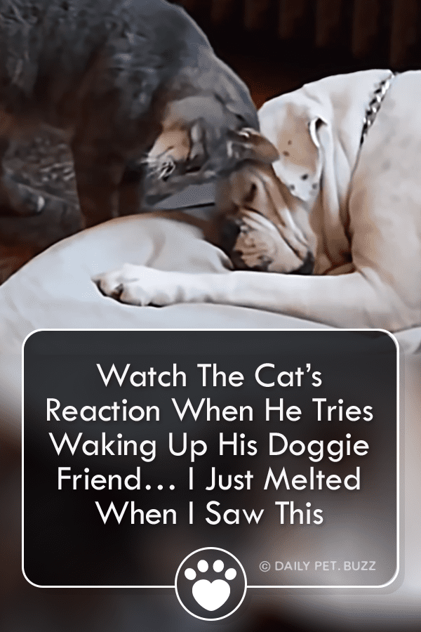 When A Cat Tries To Wake His Doggie Best Friend, His Reaction Is Too Cute For Words