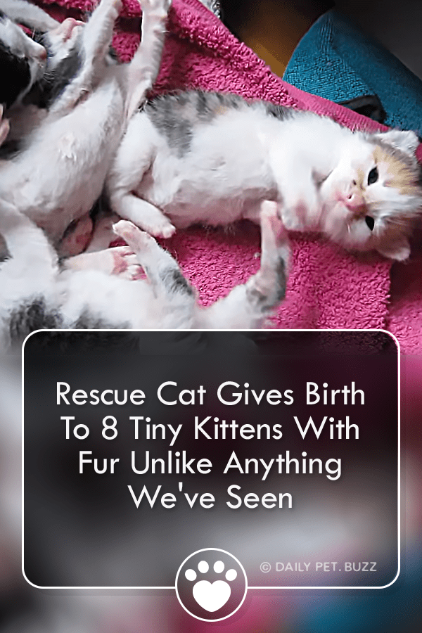 Rescue Cat Gives Birth To 8 Tiny Kittens With Fur Unlike Anything We\'ve Seen