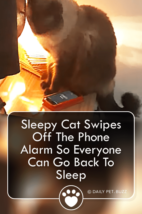 Sleepy Cat Swipes Off The Phone Alarm So Everyone Can Go Back To Sleep