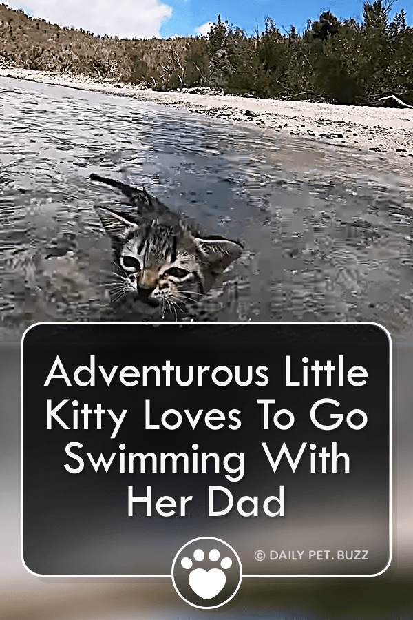 Adventurous Little Kitty Loves To Go Swimming With Her Dad
