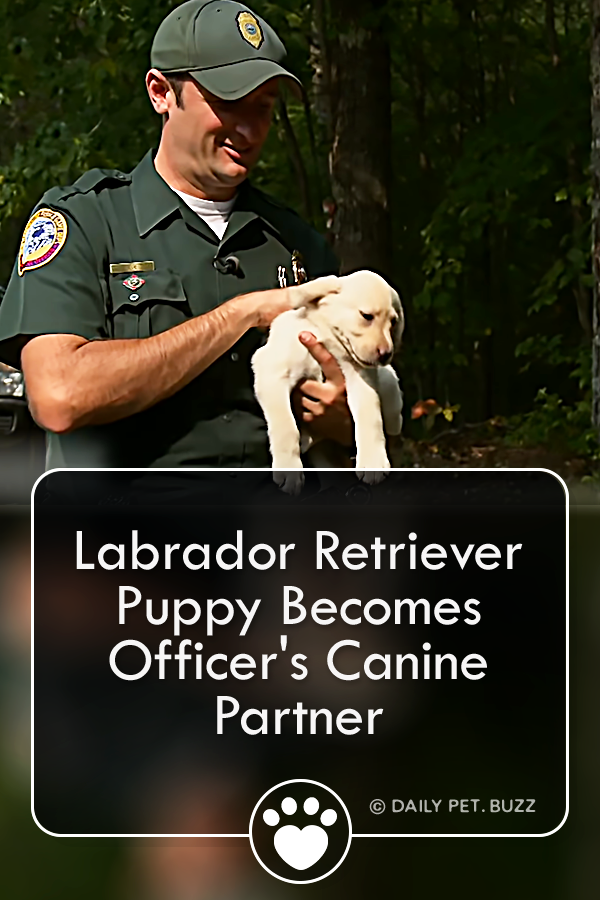 Labrador Retriever Puppy Becomes Officer\'s Canine Partner