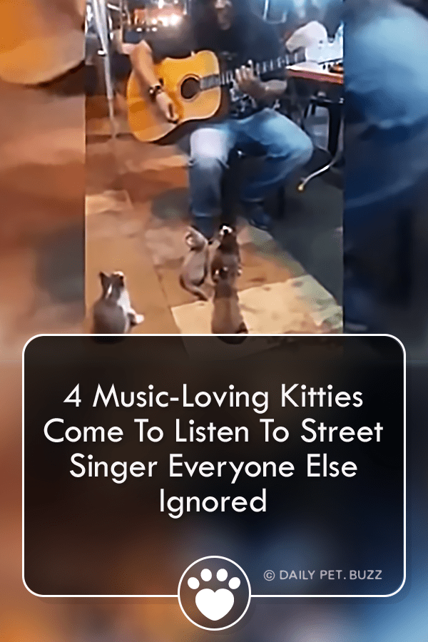 4 Music-Loving Kittens Come Sit Down To Listen To The Street Busker Everyone Else Ignored