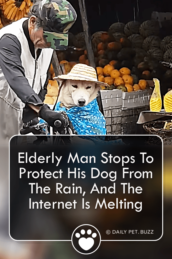 Elderly Man Stops To Protect His Dog From The Rain, And The Internet Is Melting