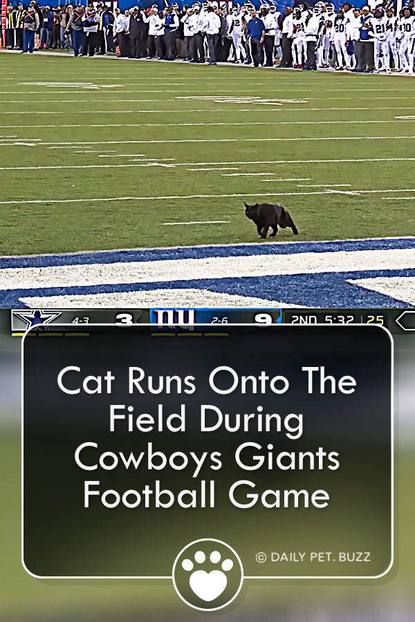 Cat Runs Onto The Field During Cowboys-Giants Football Game