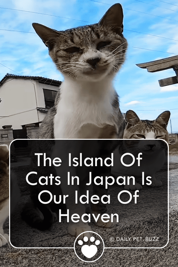 The Island Of Cats In Japan Is Our Idea Of Heaven