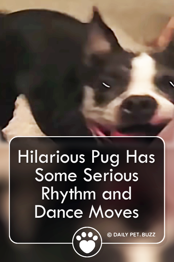 Hilarious Pug Has Some Serious Rhythm and Dance Moves