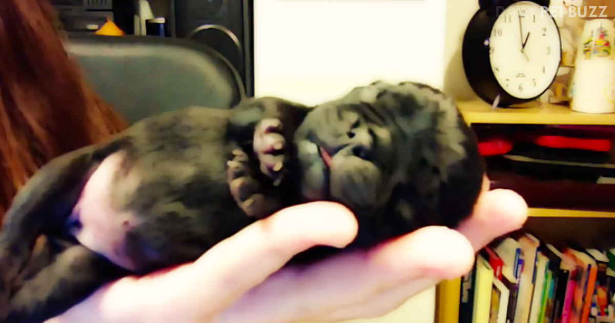 Tiny Sleeping Pug Fits Snugly In Mom's Hand And Is The Sweetest Thing You Will See Today