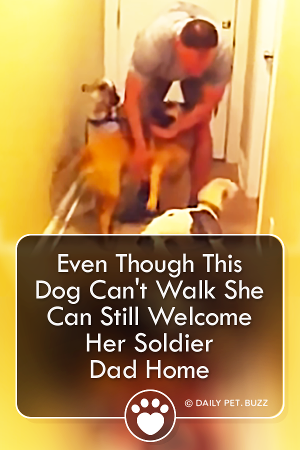 Even Though This Dog Can\'t Walk She Can Still Welcome Her Soldier Dad Home
