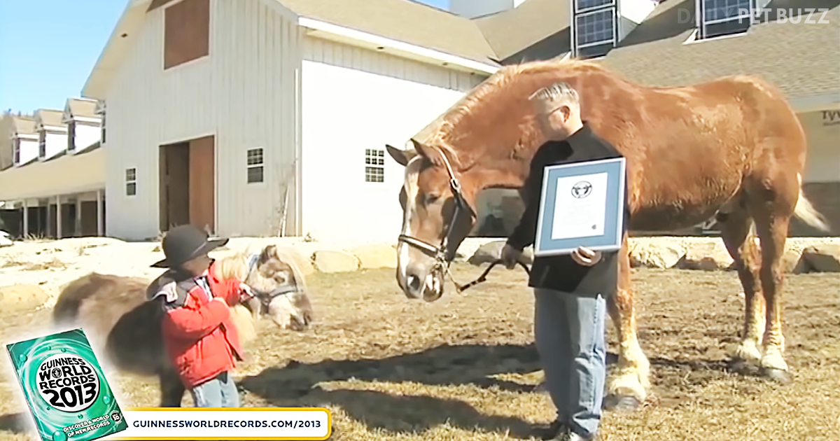 You Won’t Believe How Tall This Horse Is ‘Big Jake’ Certainly Lives