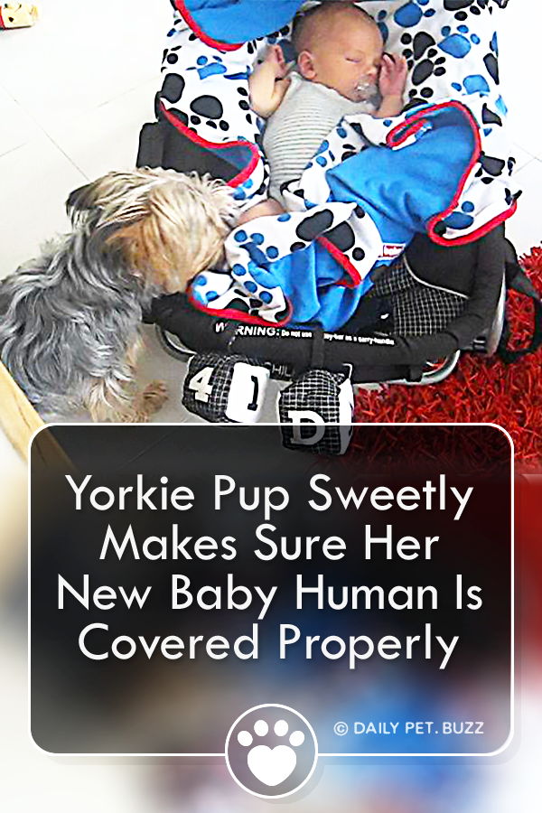 Yorkie Pup Sweetly Makes Sure Her New Baby Human Is Covered Properly