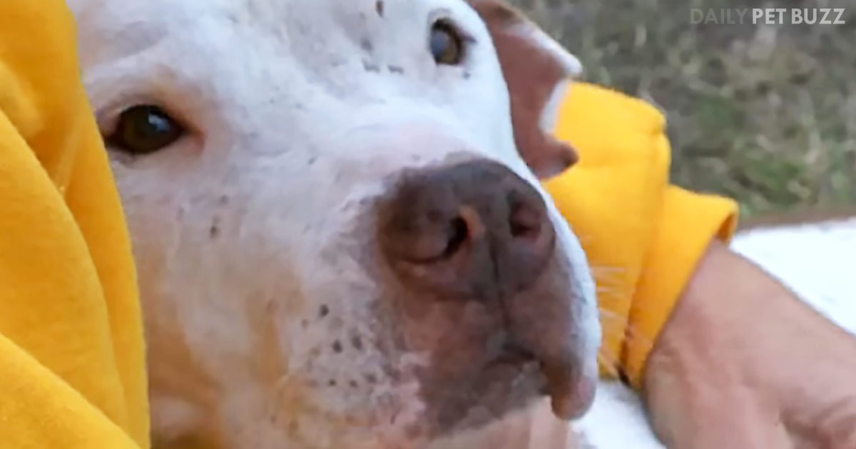 You Won't Believe How Heroic This Pitbull Was When He Saved The Life Of A Virtual Stranger
