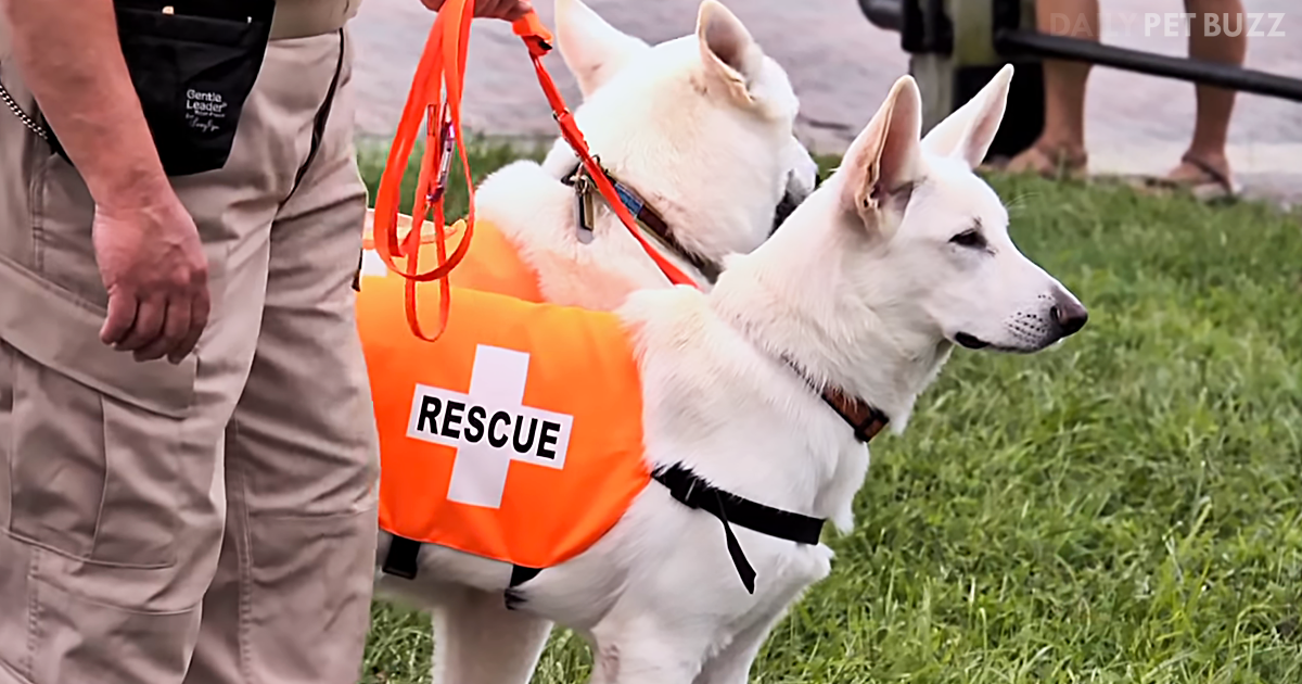 This 9/11 Memorial Video Reminds Us Of The Lesser Known Heroes Who Helped That Tragic Day