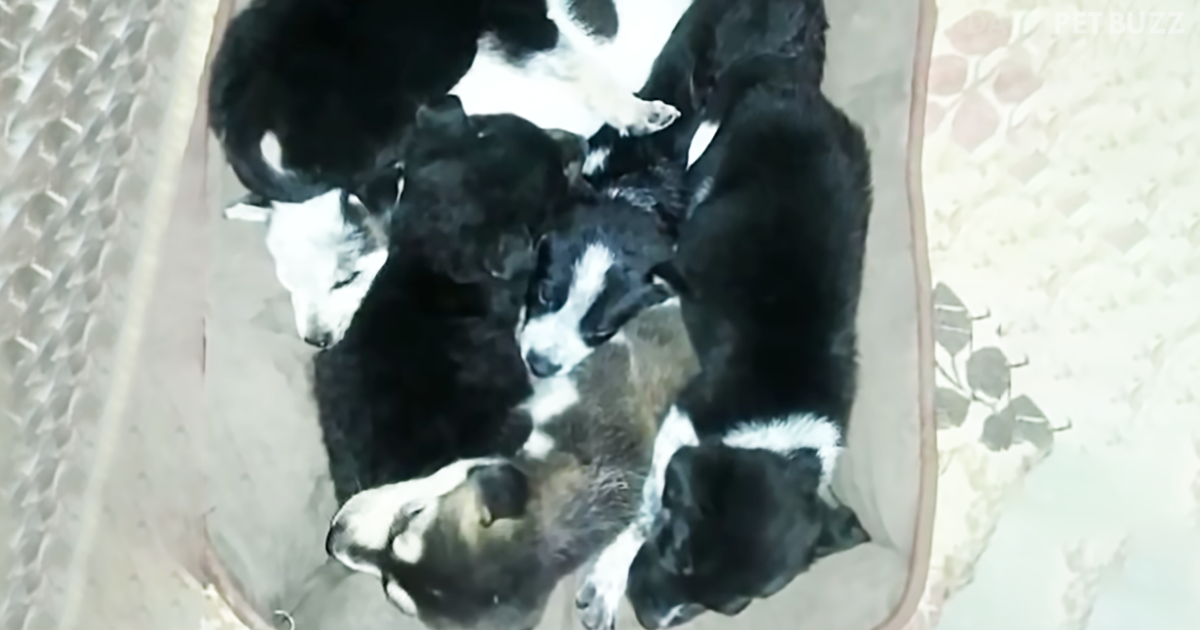 Teen Boy Makes Horrifying Discovery On Way To School And Saves Six Abandoned Puppies