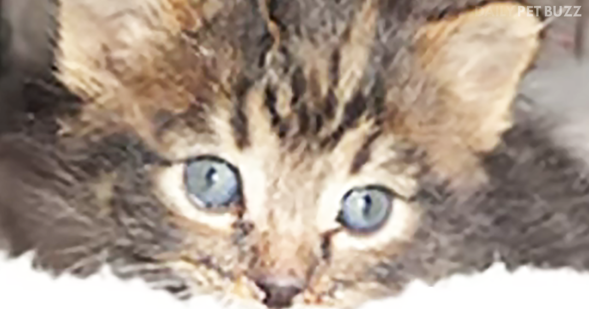 This Kitten Rescue Is Almost Unbelievable And They Survived Thanks To An Amazing Dog