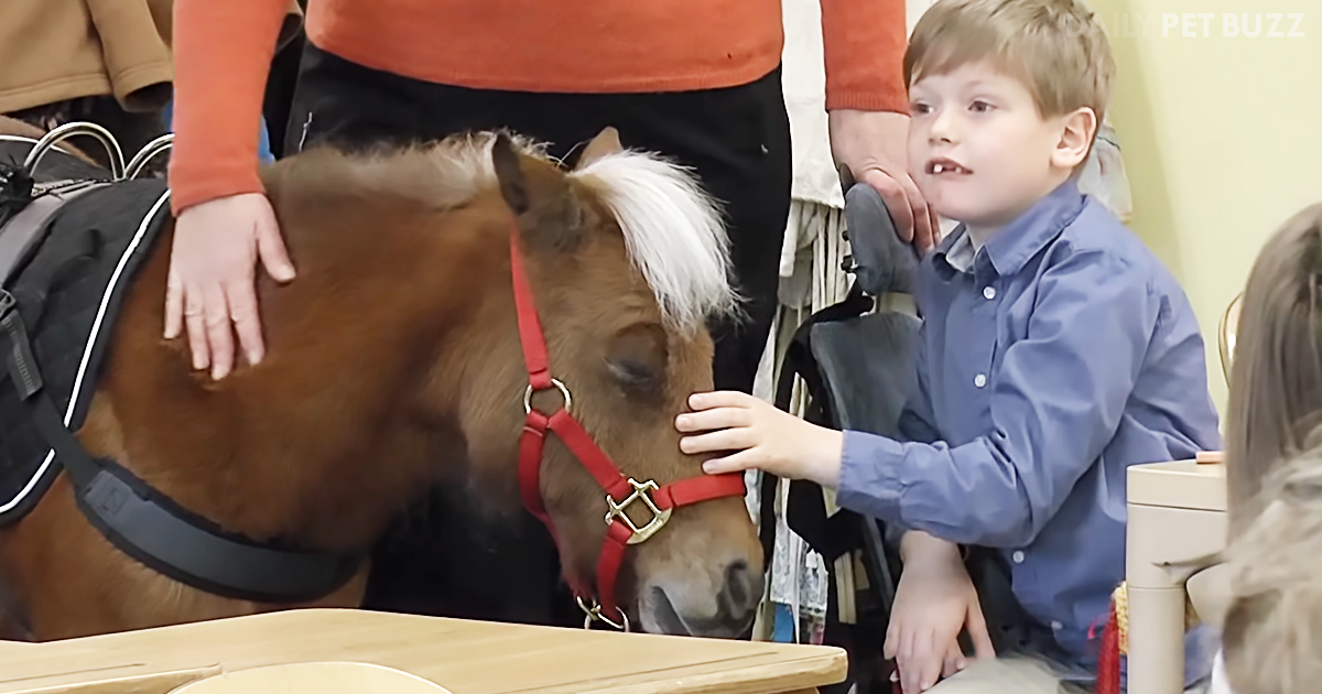 Mini Service Horse Helps A Boy With Rare Genetic Disorder And Is The Star Of The Classroom