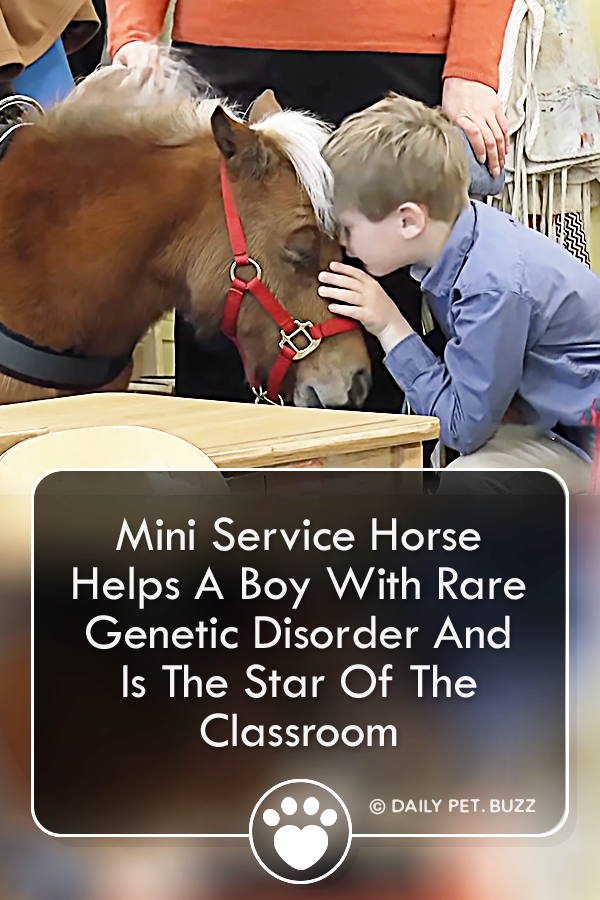 Mini Service Horse Helps A Boy With Rare Genetic Disorder And Is The Star Of The Classroom