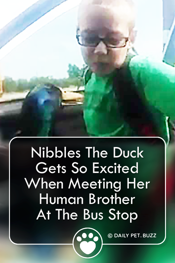 Nibbles The Duck Gets So Excited When Meeting Her Human Brother At The Bus Stop