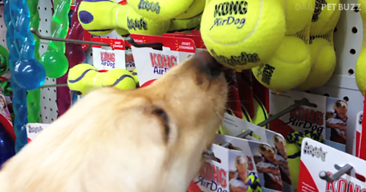 Roo The Rescued Retriever Is Having So Much Fun Choosing His First-Ever Toy