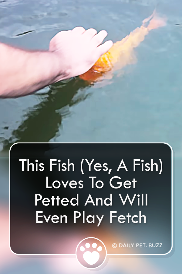 This Fish (Yes, A Fish) Loves To Get Petted And Will Even Play Fetch