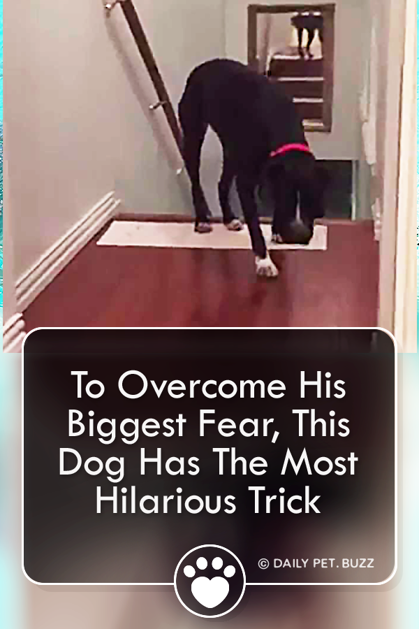 To Overcome His Biggest Fear,  This Dog Has The Most Hilarious Trick
