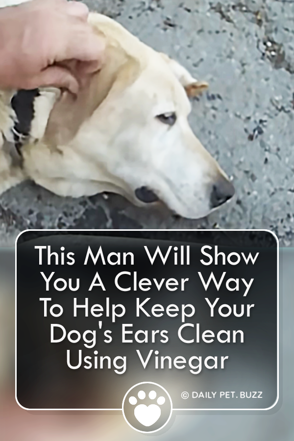 This Man Will Show You A Clever Way To Help Keep Your Dog\'s Ears Clean Using Vinegar