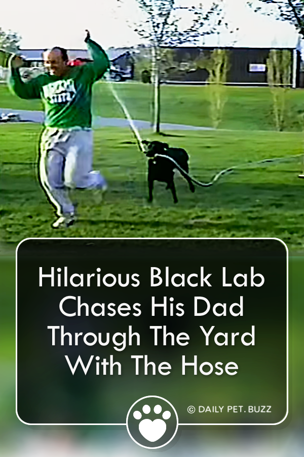 Hilarious Black Lab Chases His Dad Through The Yard With The Hose