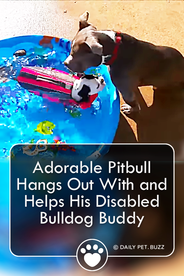 Adorable Pitbull Hangs Out With and Helps His Disabled Bulldog Buddy