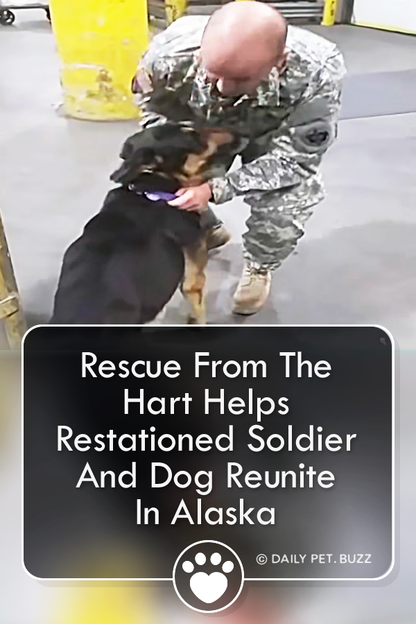 Rescue From The Hart Helps Restationed Soldier And Dog Reunite In Alaska