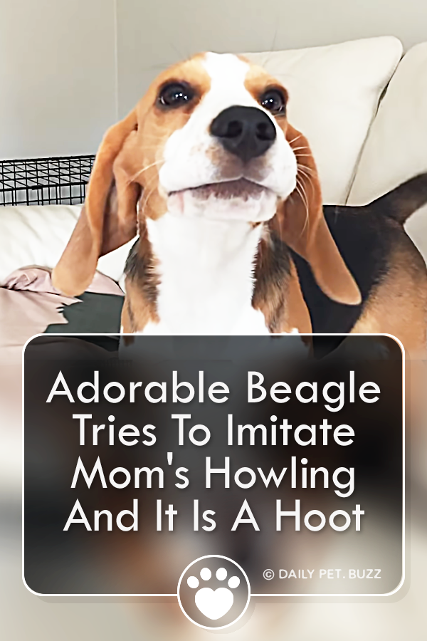 Adorable Beagle Tries To Imitate Mom\'s Howling And It Is A Hoot