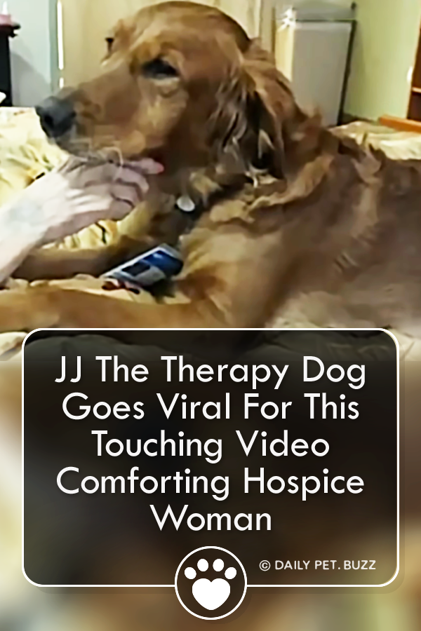 JJ The Therapy Dog Goes Viral For This Touching Video Comforting Hospice Woman
