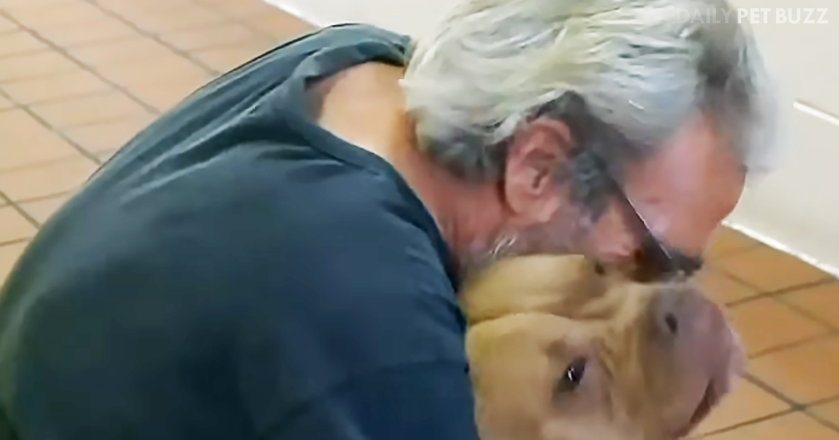 Dog Swims To Shore After Boat Sinks And Finds Owner At Church