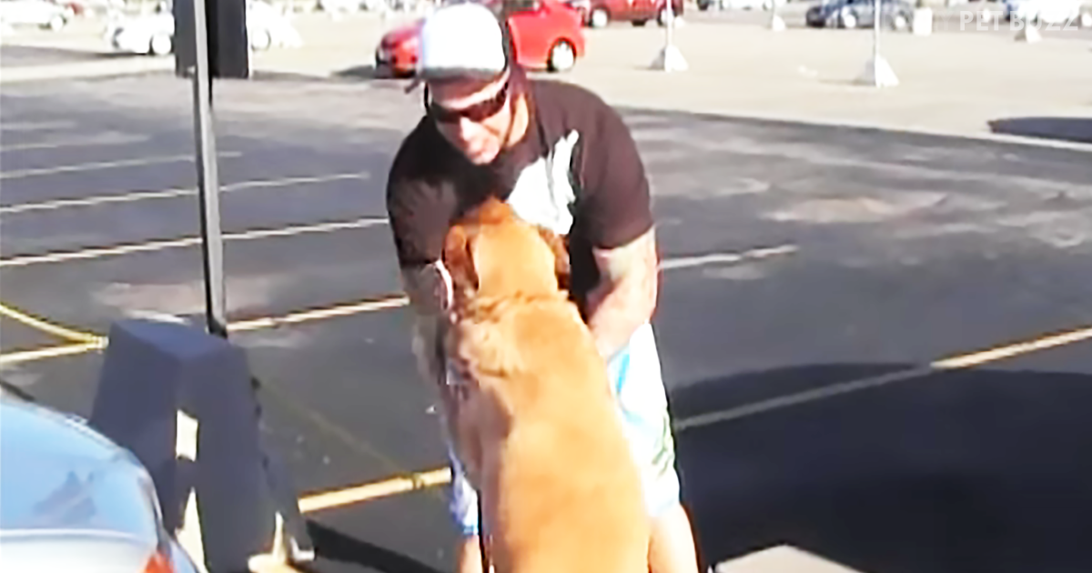 American Soldier Reuniting With His Dog Is The Happiest Clip You Will See Today