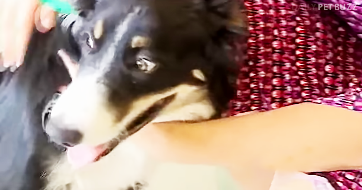 Heroic Border Collie Jumps In Front Of A Car To Save The Life Of A Child