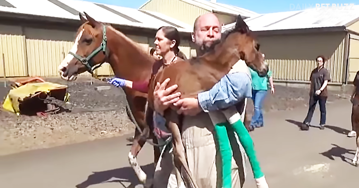 Oregon State University Veterinarian Students Are Thrilled To Witness Rare Twin Foals Being Born