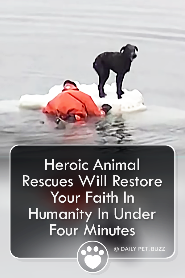Heroic Animal Rescues Will Restore Your Faith In Humanity In Under Four Minutes