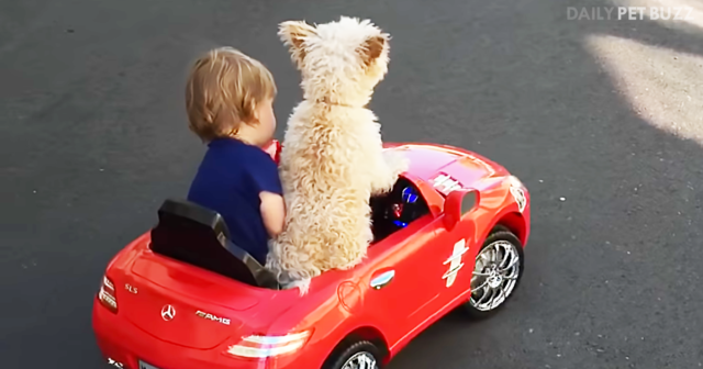 Wait Until You See Who Picks Up This Toddler For A Ride Around The ...