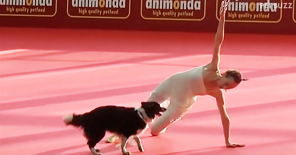Lizzy Is The Most Talented Dancing Australian Shepherd You Will Ever See