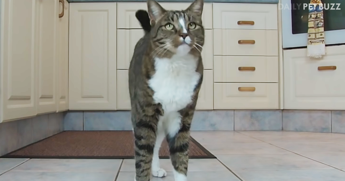 Didga See That? Didga The Cat Is Back With A Montage Of Her Tricks To Leave You Amazed